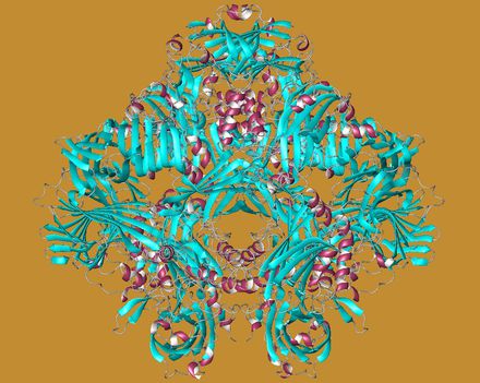 Lactase6