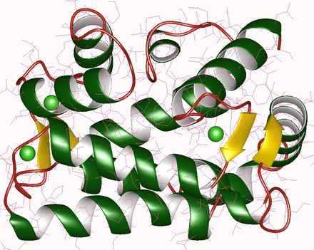 SR Ca binding protein