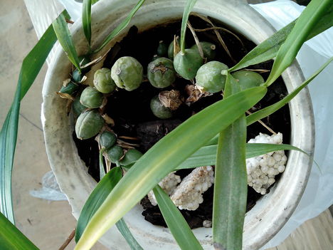 Coelogyne Cristata