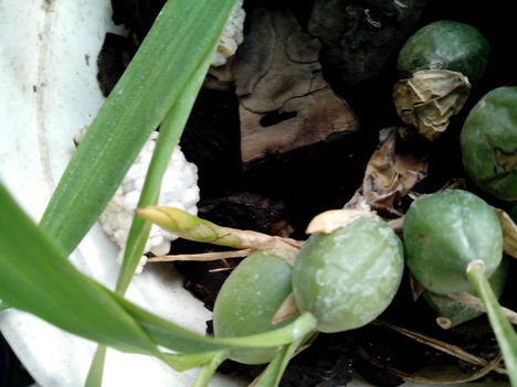 Coelogyne Cristata virág