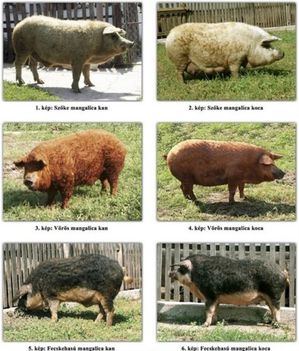 Mangalica változatok
