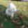 Osz_10-002_1533846_1278_t