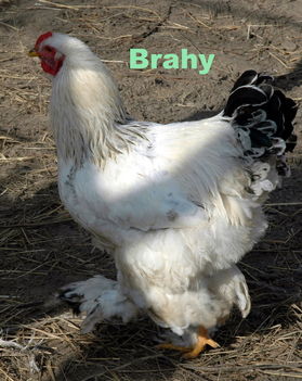 Brahy