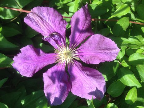 Clematis