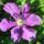 Clematis_1530125_5829_t