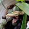 Coelogyne Cristata virág