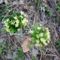 Gyün a tavasz, nyílik a sipuluvirág! (Primula natura vulgaris)