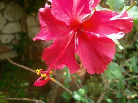 hibiszkusz