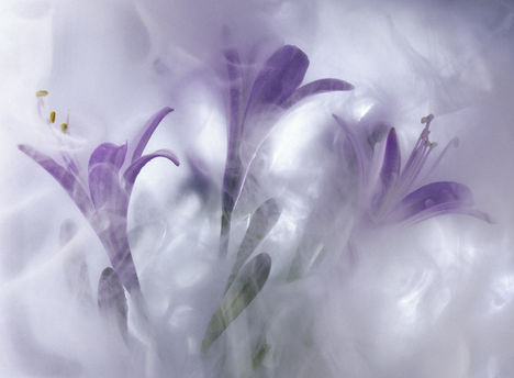 Peck_web_Foggy Crocus