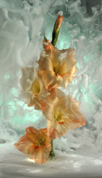 Peck_web_Gladiola