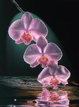 Peck_web_Triple_Orchid 