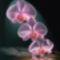 Peck_web_Triple_Orchid 