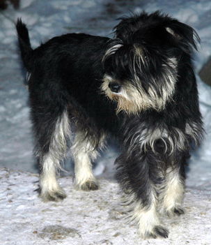 Pufi