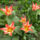 Tulipan-001_1542852_1621_t