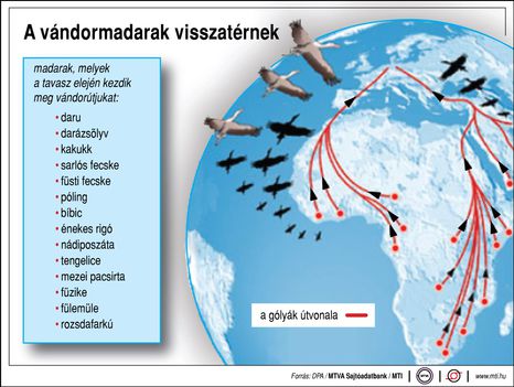 Vándormadarak