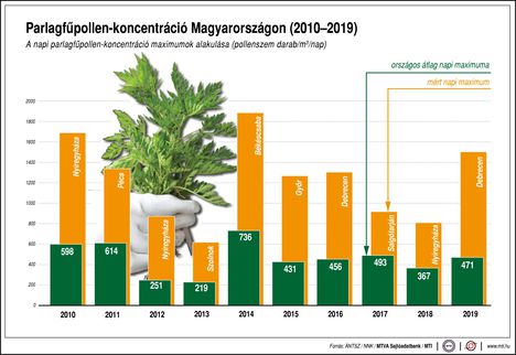 Parlagfűpollen