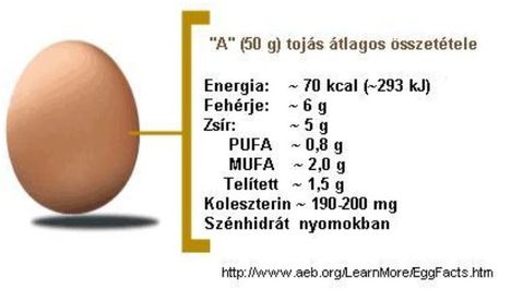 Tojás összetétele