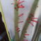 csővirágú kaktusz