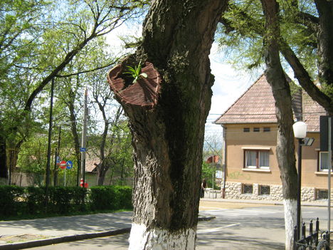 megcsonkított fa....