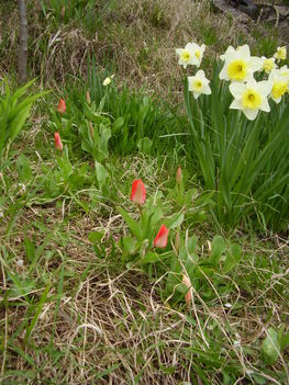 Mini tulipánokkal...