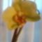 Orchidea_1504058_3534_s