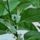 Citromvirag_1551323_6680_t
