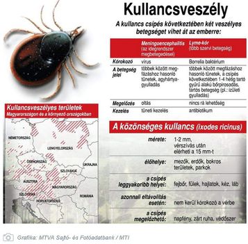 Kullancsveszély