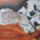 A_legujabbak_2_1552487_1708_t