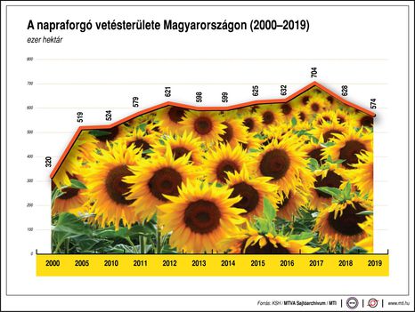 Napraforgó terület