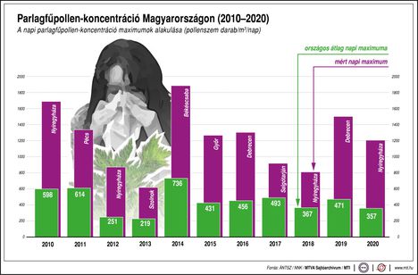 Parlagfűpollen...