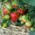 Szamoca-001_1552431_3261_t