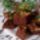 Egyszeru_gyors__finom_kevert_1553549_1445_t
