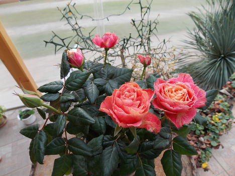 Rózsa a teraszon