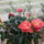 Rozsa_a_teraszon_1553953_8851_t