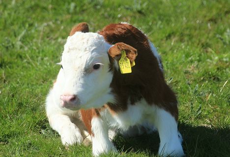 Borjú