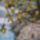 Citromok_amalfi_part_1554834_8121_t