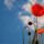 Pipacs-002_1554765_1020_t