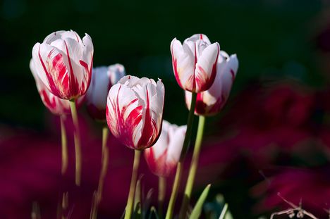 Tulipánok