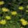 Zergevirag-001_1554760_1301_t