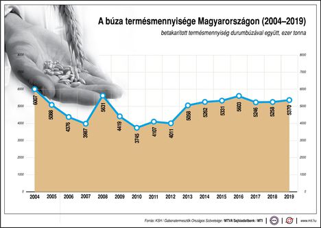 Búza termés