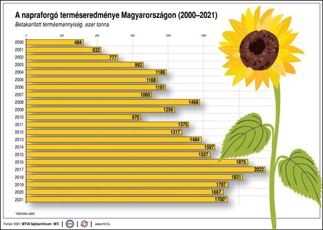 Napraforgó termés