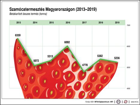 Szamócatermesztés