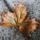 Collage_20201108_114915_1556390_5204_t
