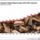A_tuzifa_ara-002_1557870_8063_t