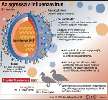 Madárinfluenza-vírus