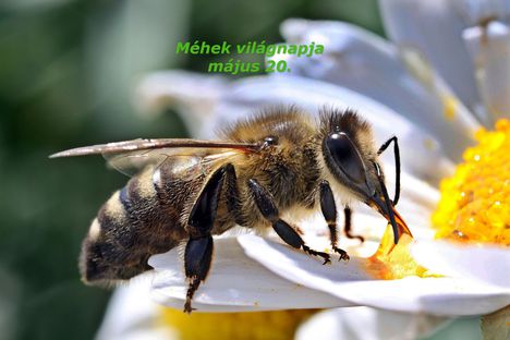 Méh világnap