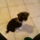 Bichon