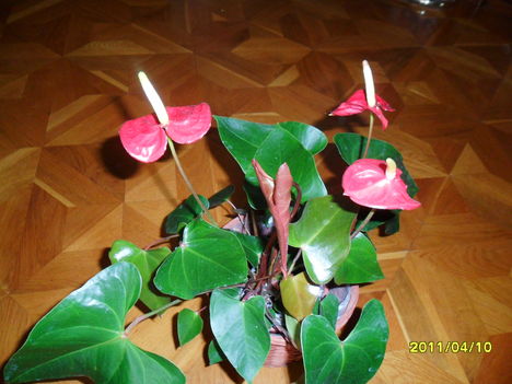 flamingó