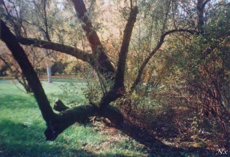 Füvészert 1 (1)