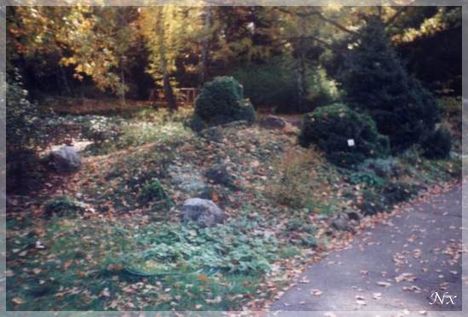 Füvészert 1 (7)
